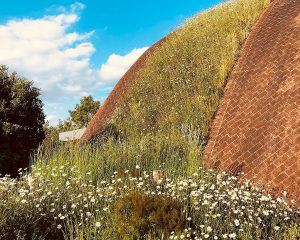 The parabolic arch in bloom at Crossway, a Para 80 (PPS 7), energy efficient Passivhaus. Designed by Hawkes Architecture and featured on Channel 4's Grand Designs.