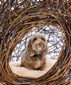 The interior of Hawkes Architecture's entry, The dogs, for Goodwoof's, Barkitecture at Goodwood in May 2023.