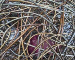 Julie Gurr, Willow Weaver, making Hawkes Architecture's entry, The dogs, for Goodwoof's, Barkitecture at Goodwood in May 2023.