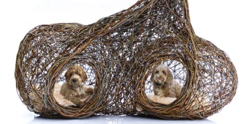 Hawkes Architecture's entry, The dogs, for Goodwoof's, Barkitecture at Goodwood in May 2023.