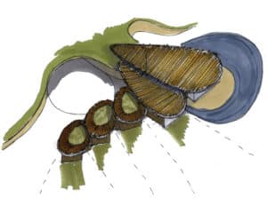 Development sketch of Headlands, a Para 80, energy efficient passive house. Another grand design by Hawkes Architecture.